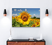 Obraz Slnečníc zs1223